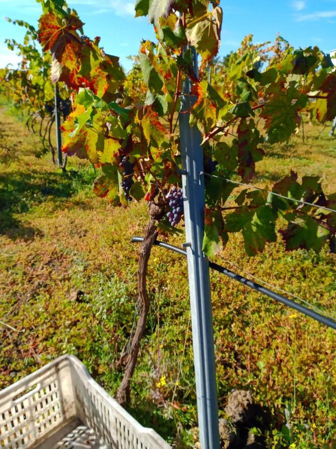 Vila Etnasentieri Wine House On Etna Mount Belpasso Exteriér fotografie